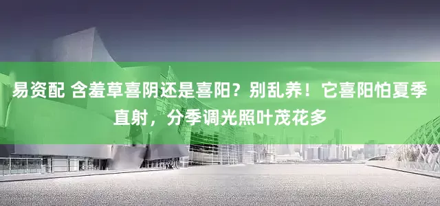 易资配 含羞草喜阴还是喜阳？别乱养！它喜阳怕夏季直射，分季调光照叶茂花多